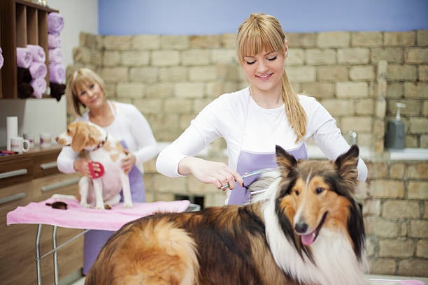 dog grooming staff members