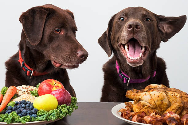Decoding Canine Nutrition: A Guide for Pet-Care Businesses