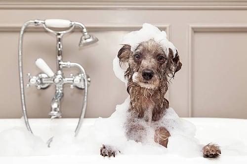 The Benefits of Using Natural and Organic Grooming Products for Your Dog Grooming Business