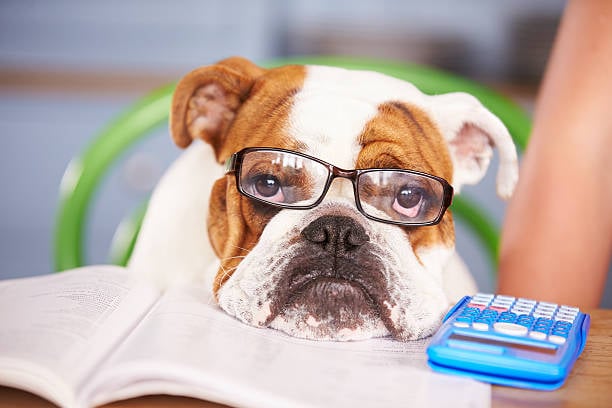 Financial Management Tips for Pet-Care Entrepreneurs 