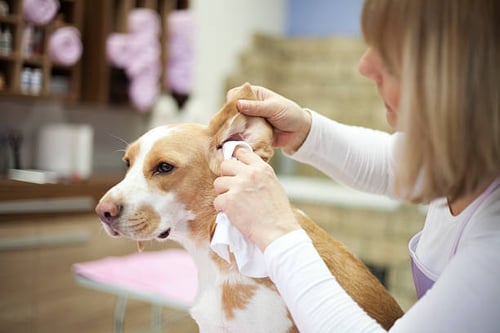 Modern Grooming Trends Every Dog Salon Should Adopt