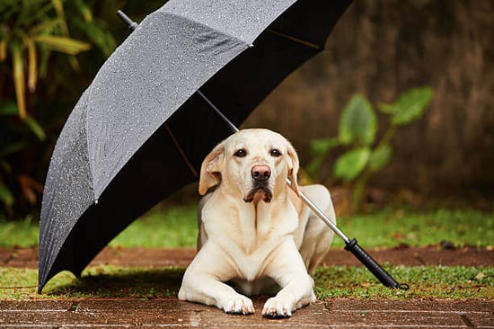A dog sits under an umbrella