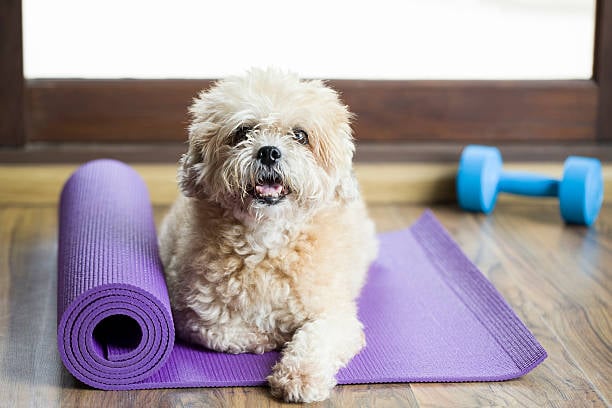 Fitness Routines for Dogs: Keeping Active in Daycare