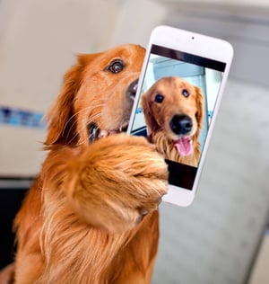 Pet-Care Business Social Media Marketing: A Crash Course