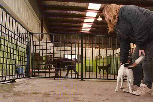 busy kennel owner working hands-on with dogs