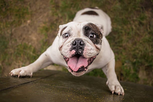 This image is an a happy dog at dog daycare.