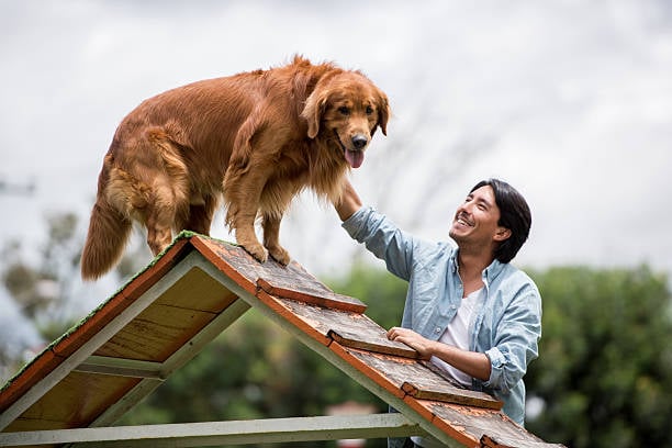 Building a Pawsitive Space: Creating a Welcoming Environment for Dog Training