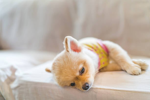 cute little dog looking bored on couch