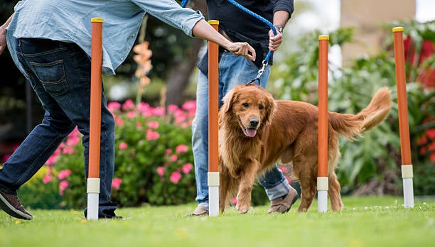 dog walking through obstacle course outside
