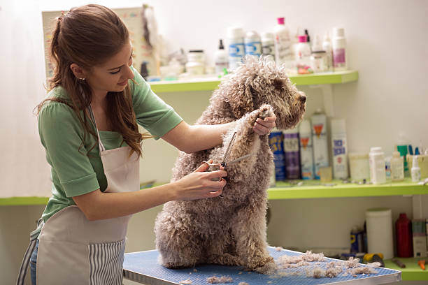 Summer Grooming Tips: Keeping Coats Cool for Your Canine Clients