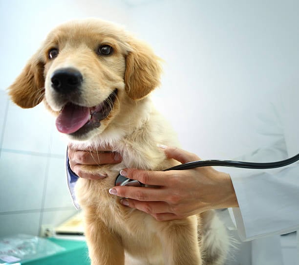 The Importance of Pet Insurance for Business Owners