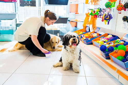 Pet-Care Business Retail Ideas to Maximize Your Revenue