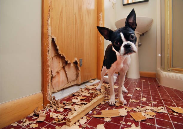 dog destroying a closed door at home