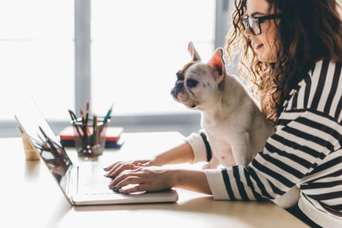 7 Google My Business Essentials for Your Pet-Care Business