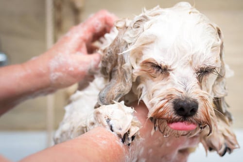 The Benefits of Using Natural and Organic Grooming Products for Your Dog Grooming Business