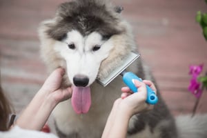 Grooming in Winter: 10 Tips for Maintaining Pet Coat Health