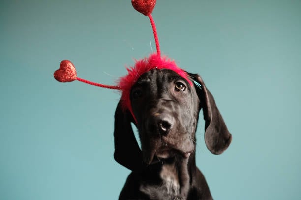 Valentine's Day dog
