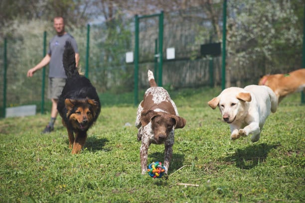 Integrating Behavioral Training into Doggy Daycare