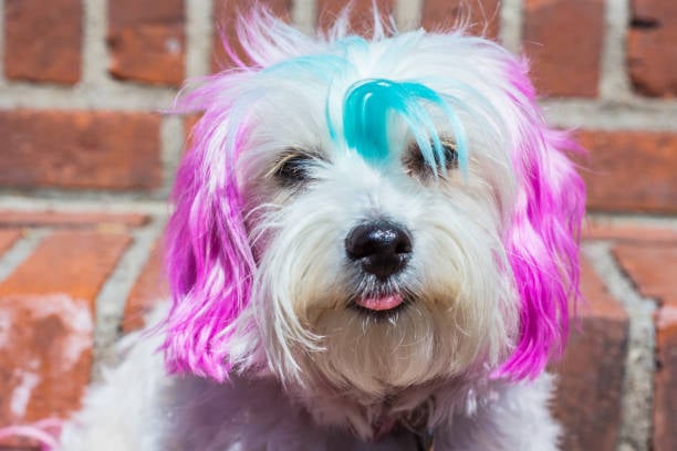 Top Dog Grooming Styles on the Rise in 2024