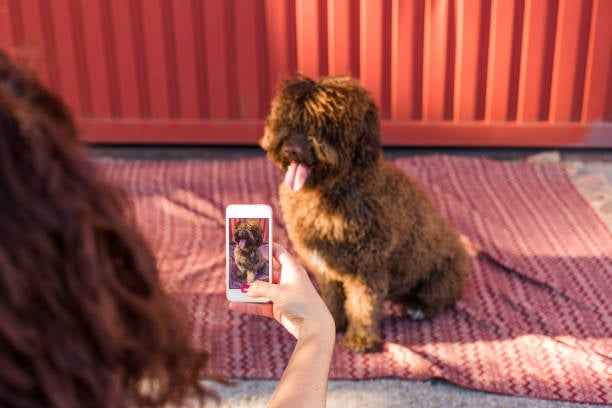 5 Creative Promotional Strategies for Your Pet Business