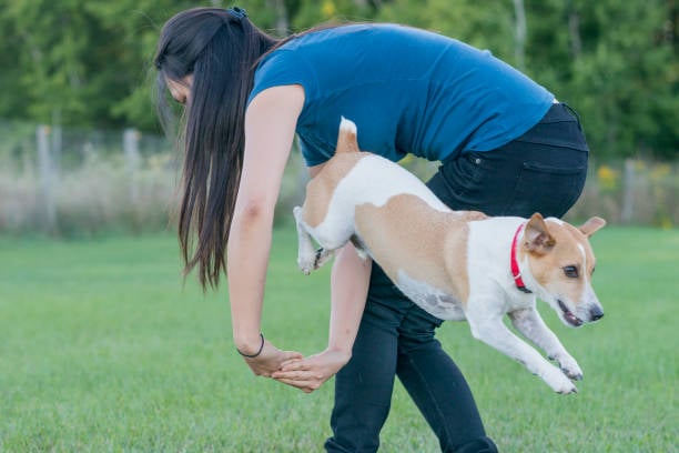 Advanced Training Techniques for Experienced Dogs