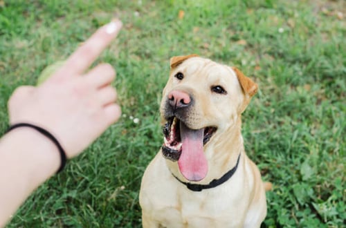 Expanding Your Dog Daycare to Include Dog Training Services