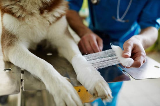 A person wraps a dog's leg in a bandage