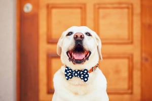 Pet-Care Business Social Media Marketing: A Crash Course