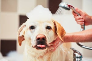 Pride + Groom — Pet Shampoo, Conditioner, & Spray