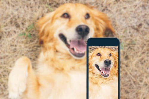 Tips for Effective Video Marketing in the Pet-Care Industry