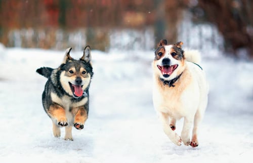 Tips for Winterizing Your Dog Daycare or Dog Park: A Safety Checklist