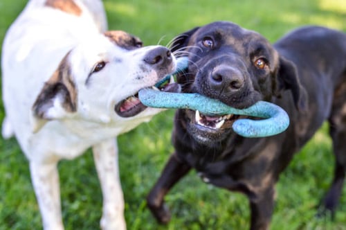 Understanding Canine Body Language for Pet-Care Professionals