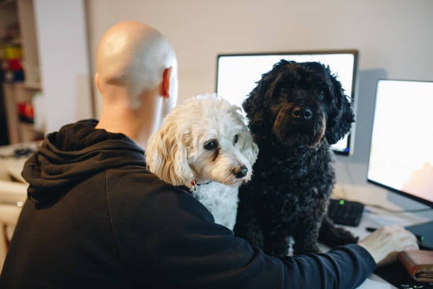 busy pet business owner on computer with two dogs on lap