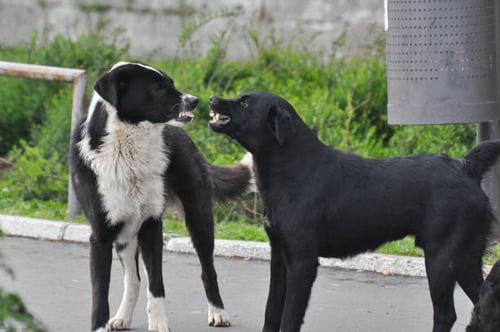 Common Dog Daycare Behaviors and How to Handle Them