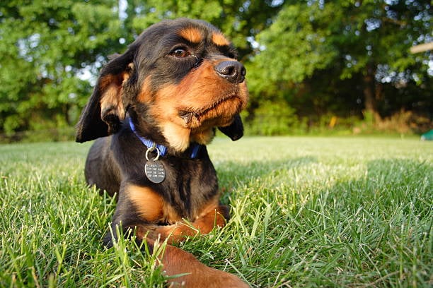 dog wearing collar with tag displaying license number and information