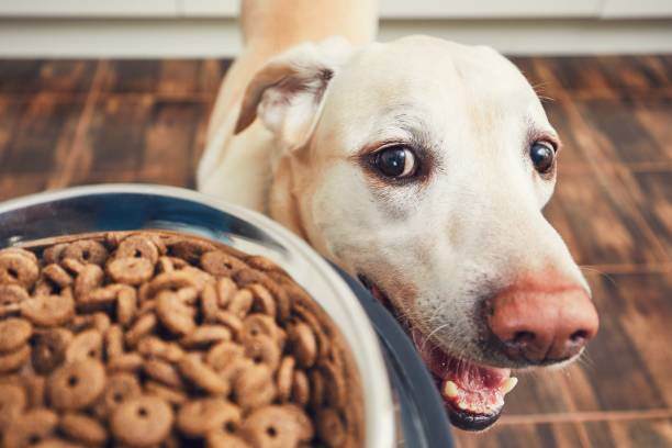 The Future of Pet Food: Innovations and Trends