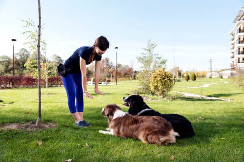 Expanding Your Dog Daycare to Include Dog Training Services