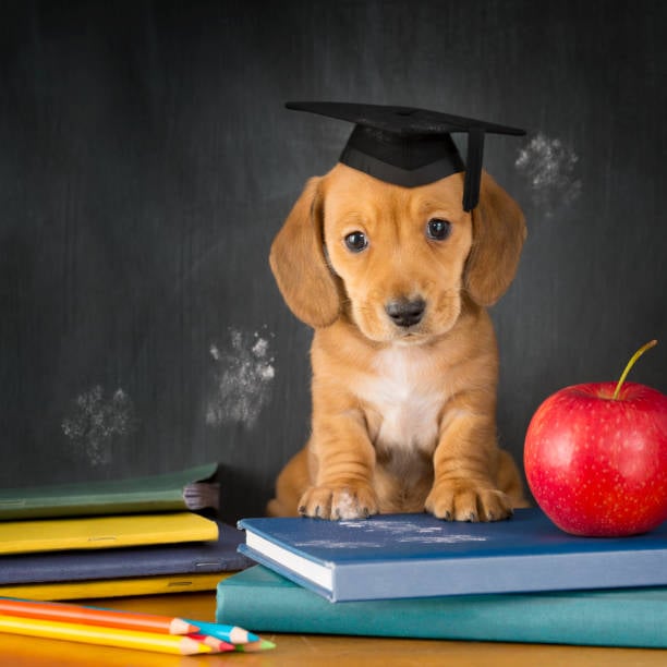 Navigating Global Pet-Care Trends and Their Impact on Your Business