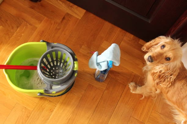 Facility Maintenance Tips for Pet-Care Businesses