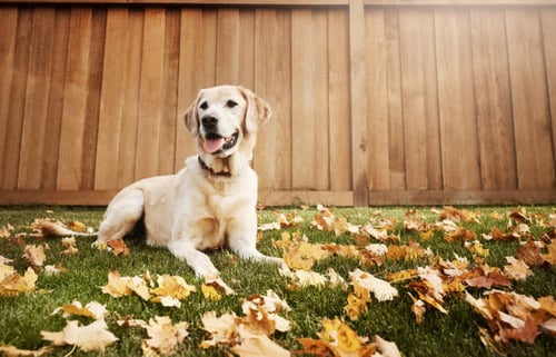 Preparing Your Pet-Care Facility for Fall: A Comprehensive Guide