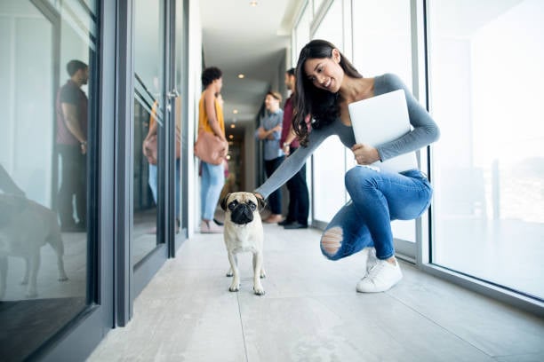 woman with pug at daycare drop off