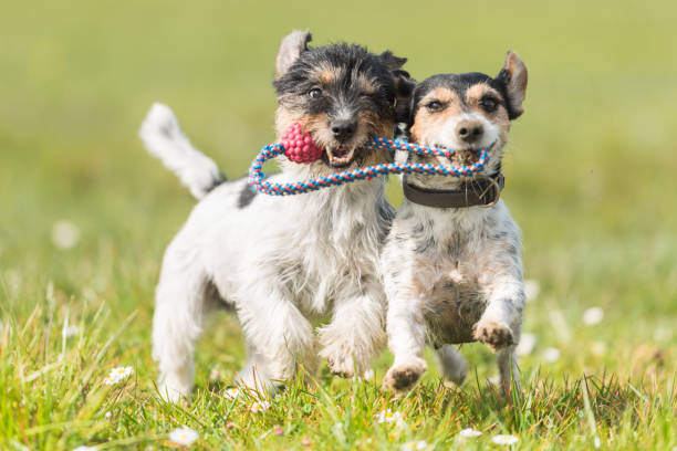 The Role of Play in Learning and Socialization for Pets