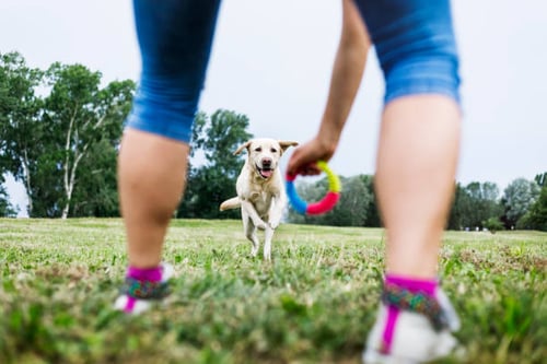 Outdoor Dog Training Techniques for Warmer Weather
