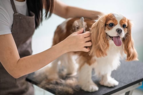 The Role of Dog Grooming in Pet Care