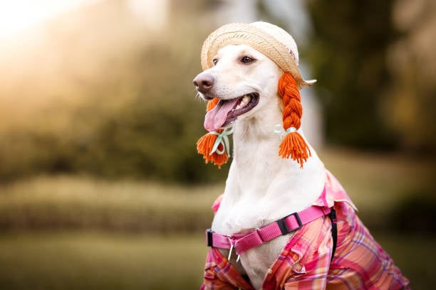 dog in a funny costume for a seasonal contest