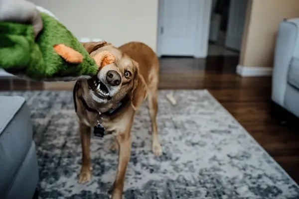 Sustainable Pet Toys and Accessories: A Guide to Eco-Friendly Products
