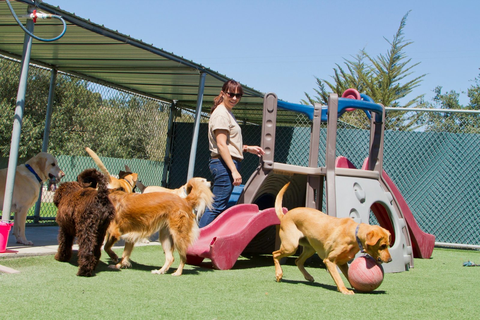 A daycare staff member supervising a play group of dogs on an outdoor turf yard with playground equipment