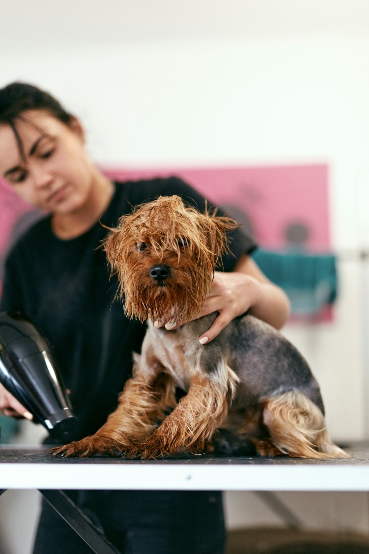 A groomer blow-drying a Yorkshire terrier on the grooming table at a salon
