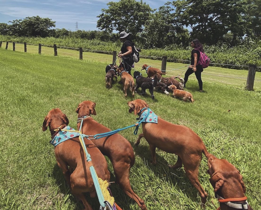 Two Pet Nanny PR staff walking a pack of dogs in a field at their boarding facility in Puerto Rico