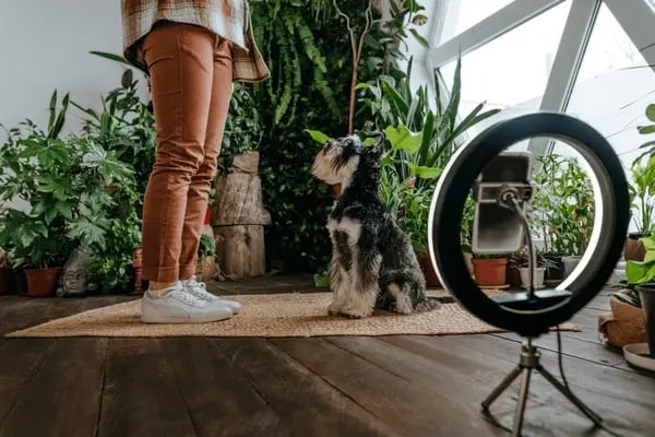 The Rise of Pet Influencers: Marketing Potential and Collaborations